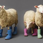 Ugg Australia